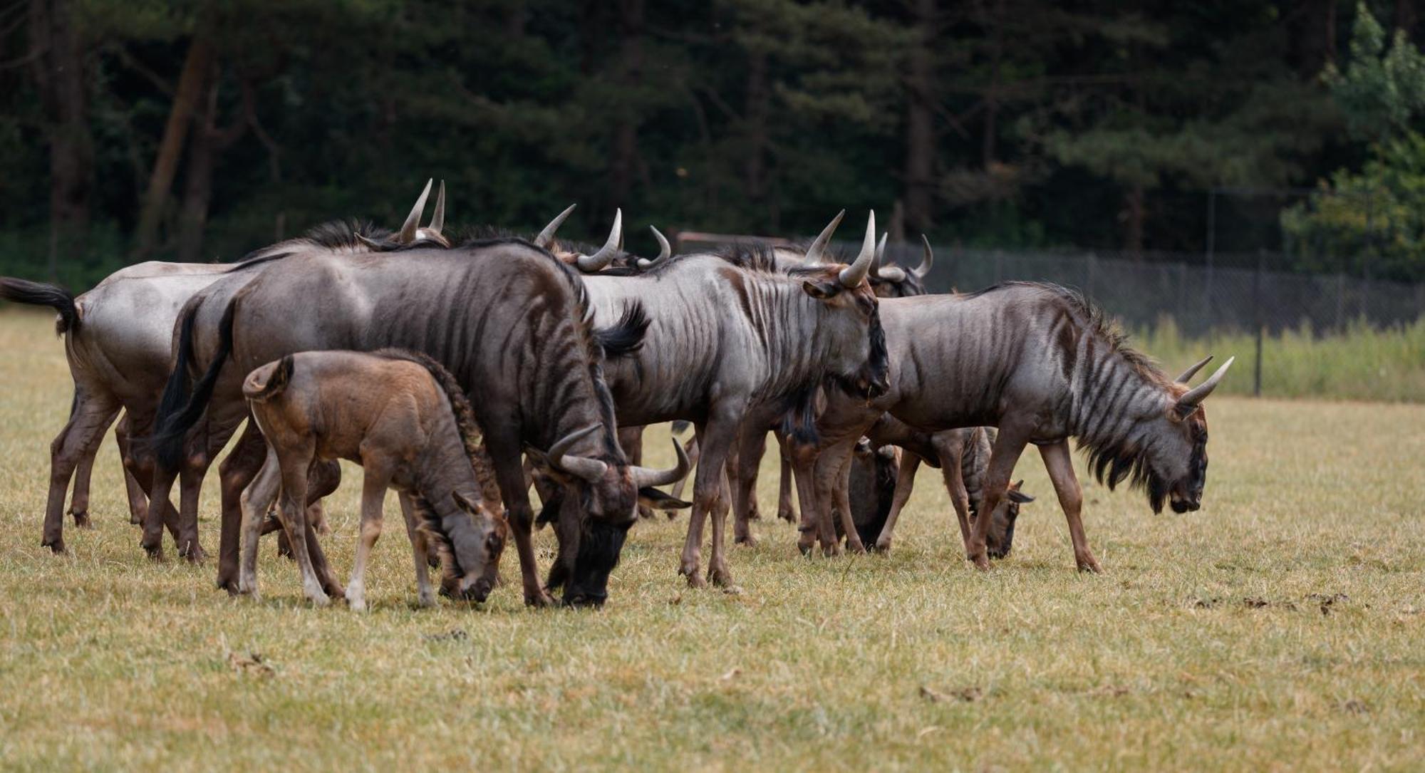 Отель Knuthenborg Safaripark Марибо Экстерьер фото