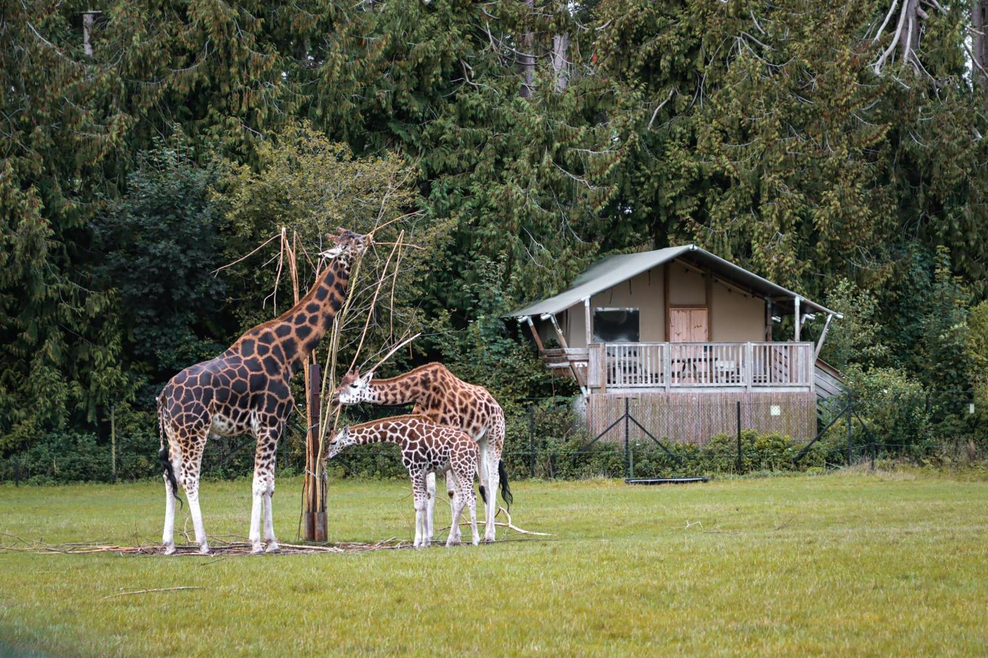 Отель Knuthenborg Safaripark Марибо Экстерьер фото