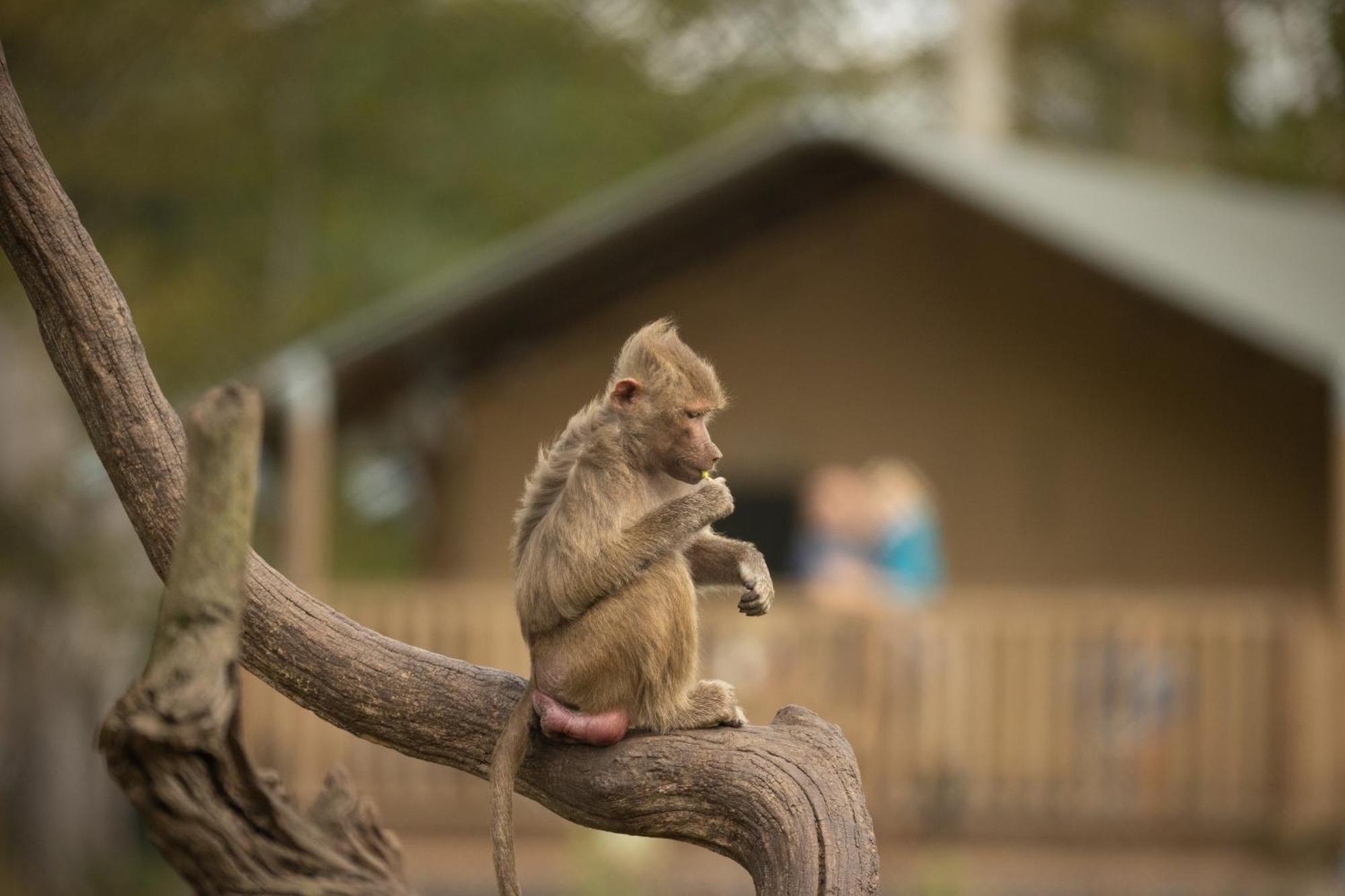 Отель Knuthenborg Safaripark Марибо Экстерьер фото