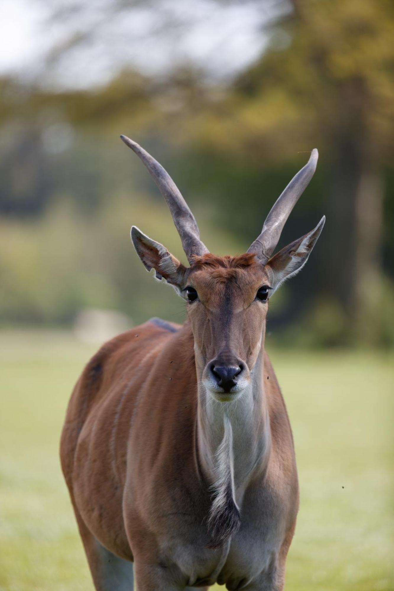 Отель Knuthenborg Safaripark Марибо Экстерьер фото