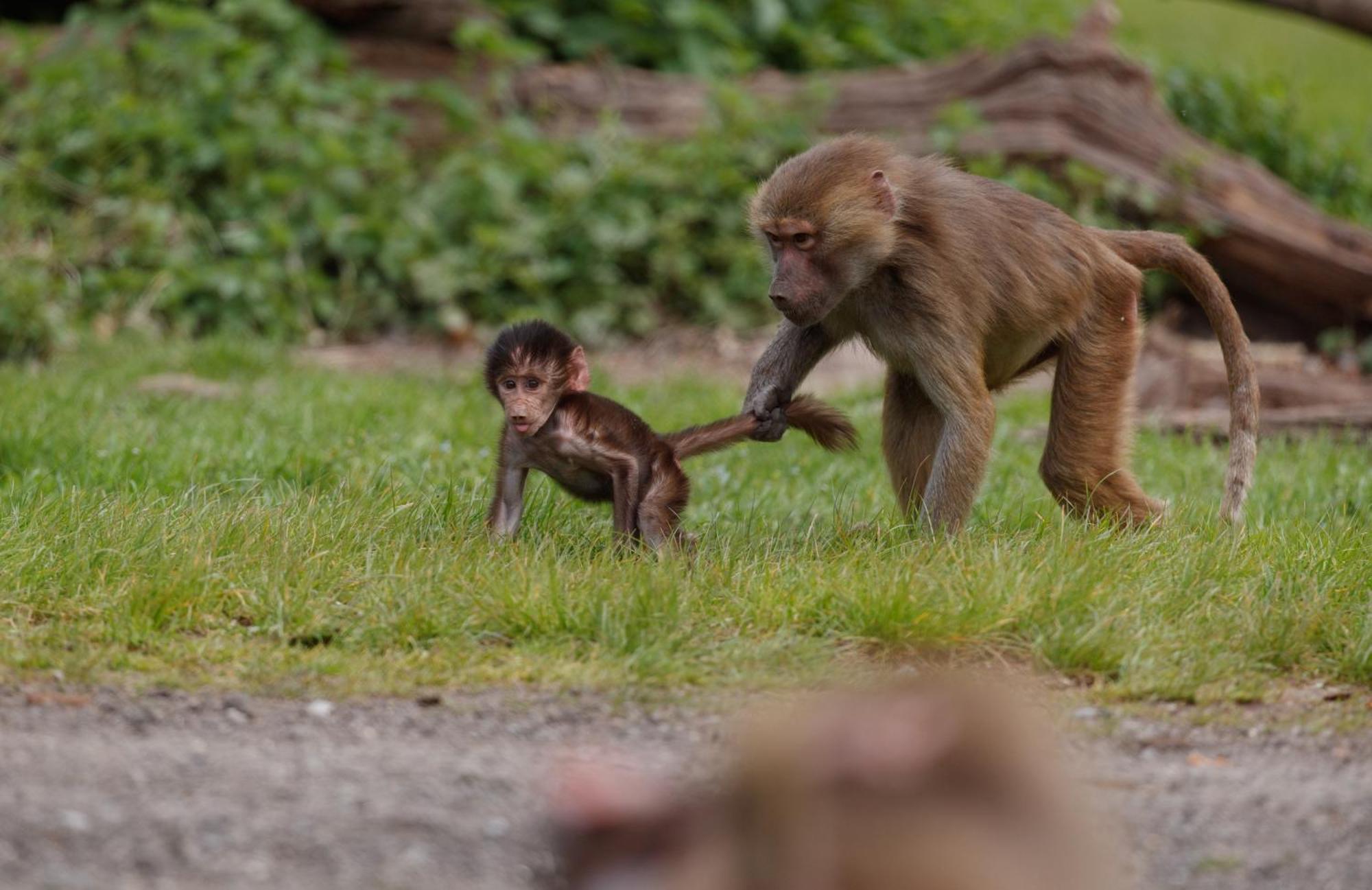 Отель Knuthenborg Safaripark Марибо Экстерьер фото