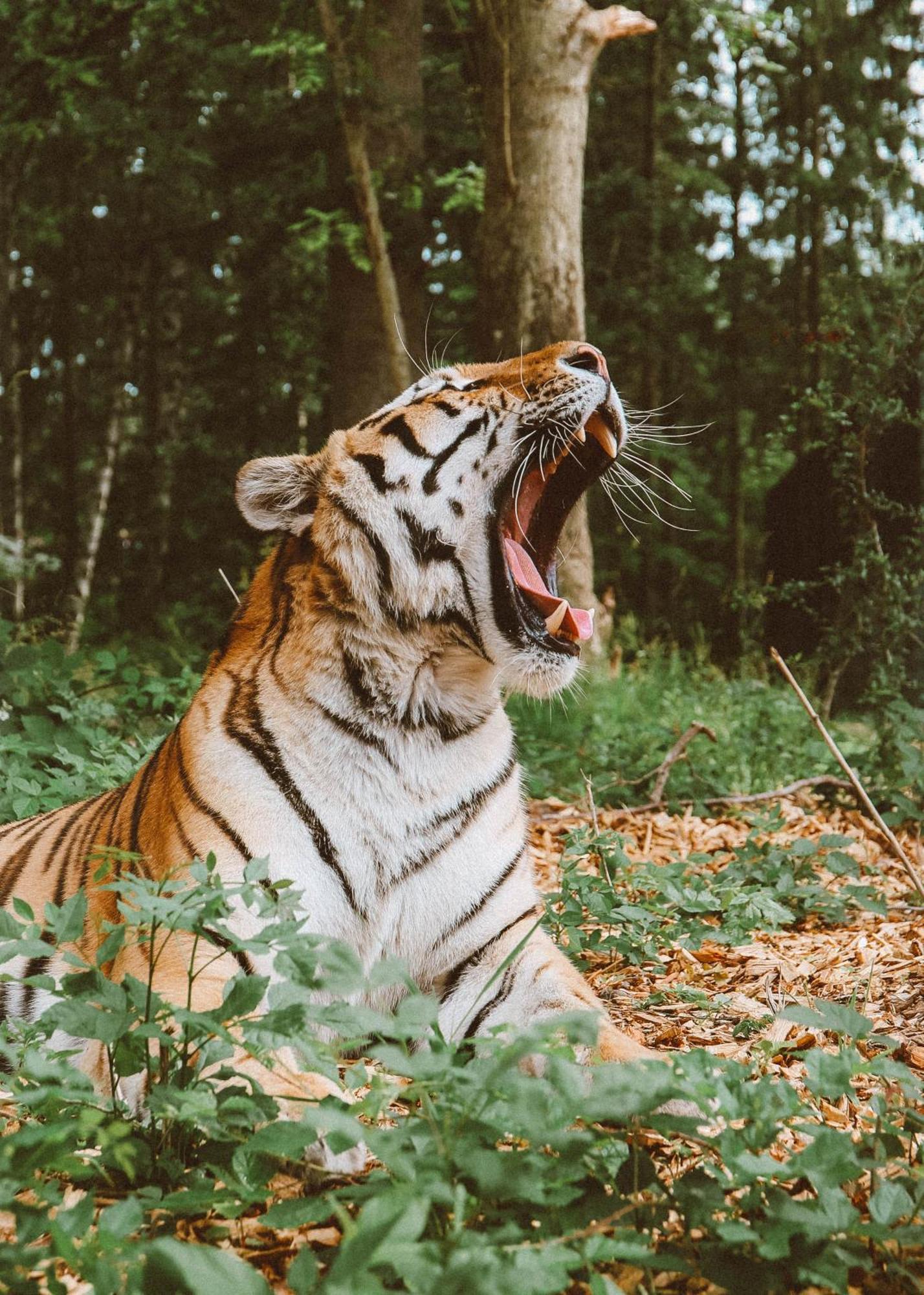 Отель Knuthenborg Safaripark Марибо Экстерьер фото